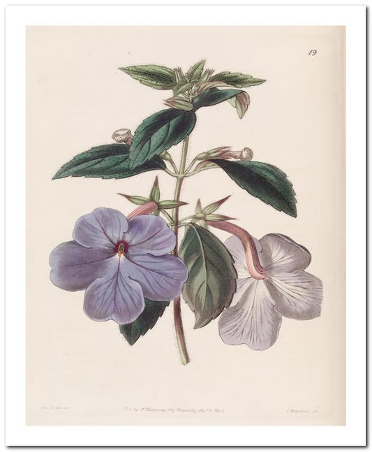 Edward's Botanical Register 8x10 Botanical Art Print 03062500741