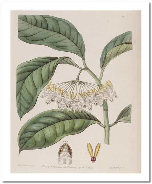 Edward's Botanical Register 8x10 Botanical Art Print 03062500743