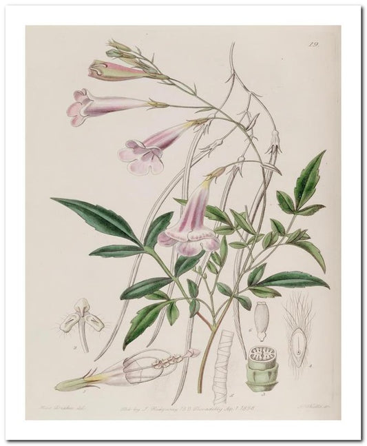 Edward's Botanical Register 8x10 Botanical Art Print 03062500745