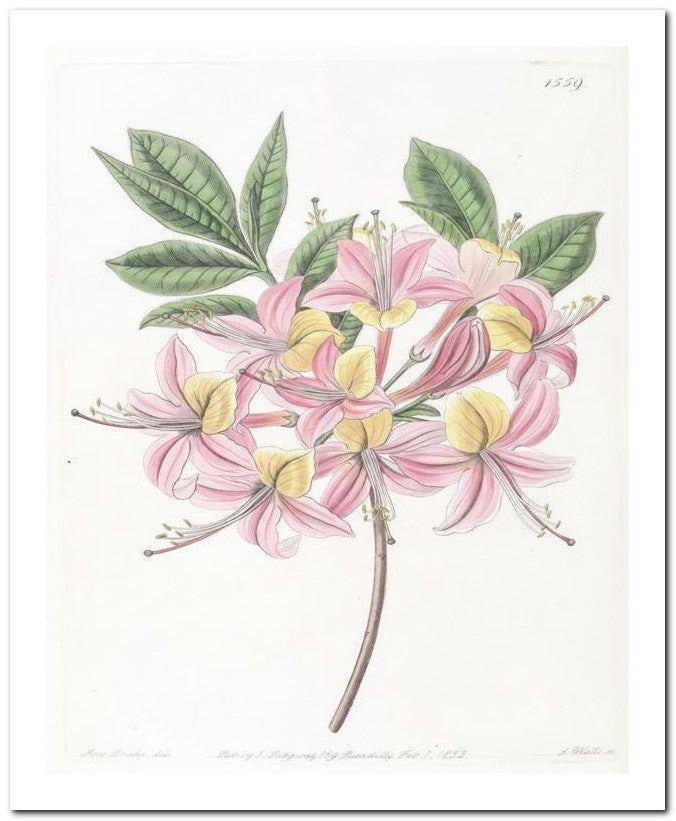 Edward's Botanical Register 8x10 Botanical Art Print 03062500746