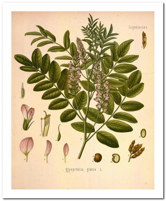 Edward's Botanical Register 8x10 Botanical Art Print 03062500748