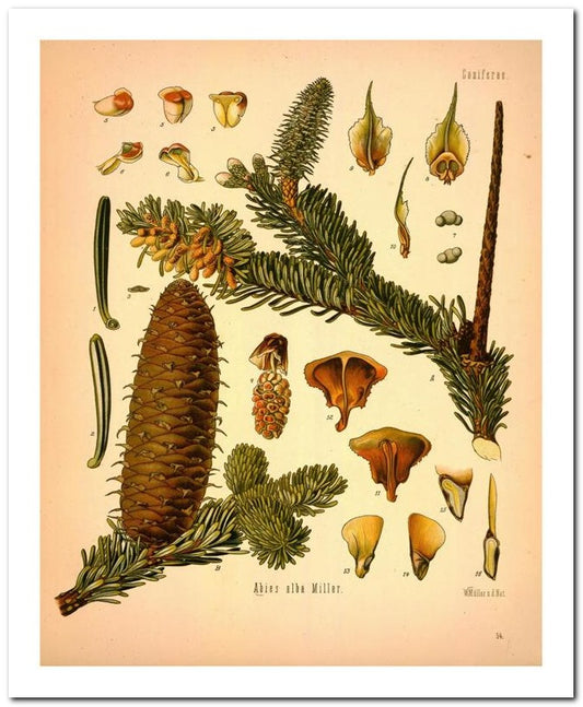 Kohler Medizinal Pflanzen 8x10 Botanical Art Print 03062500750