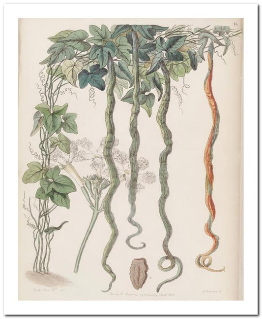 Kohler Medizinal Pflanzen 8x10 Botanical Art Print 03062500751
