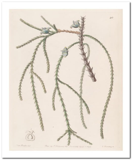Edward's Botanical Register 8x10 Botanical Art Print 03062500753