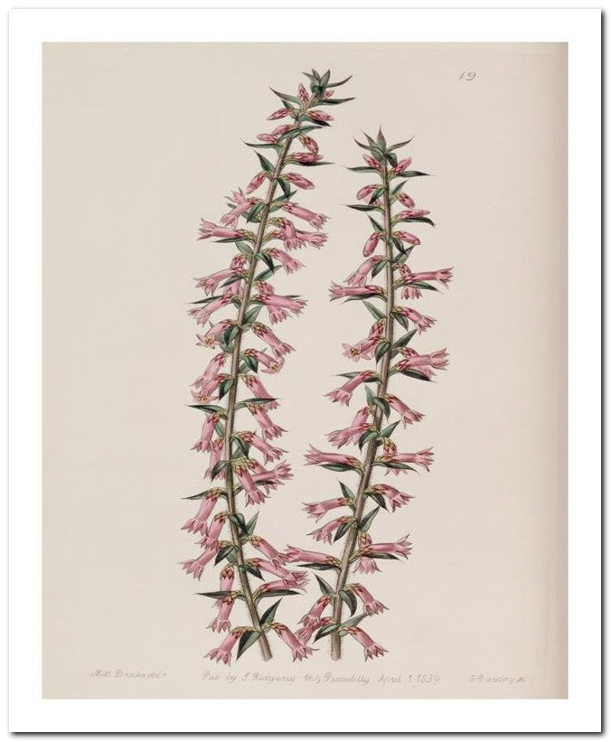 Edward's Botanical Register 8x10 Botanical Art Print 03062500758
