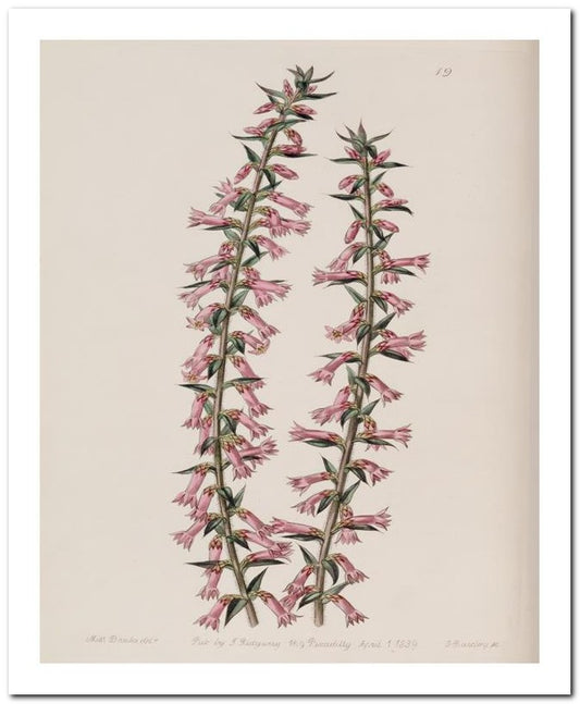 Edward's Botanical Register 8x10 Botanical Art Print 03062500758