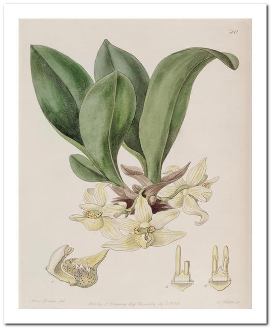 Edward's Botanical Register 8x10 Botanical Art Print 03062500759