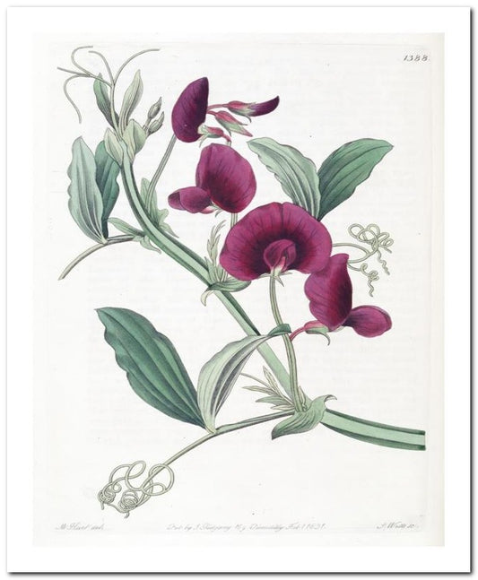 Edward's Botanical Register 8x10 Botanical Art Print 03062500762