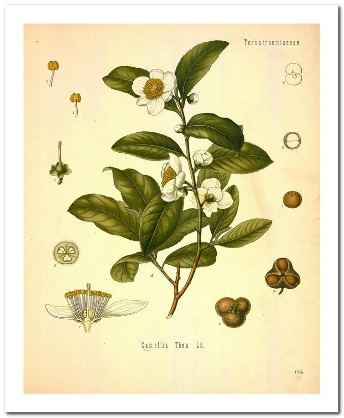 Edward's Botanical Register 8x10 Botanical Art Print 03062500763