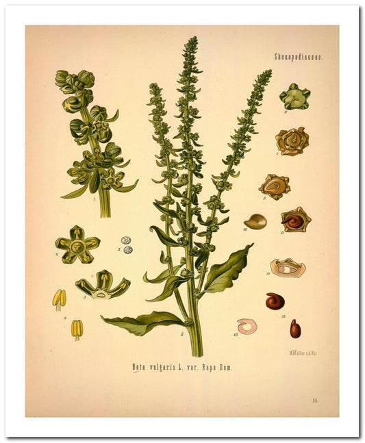 Kohler Medizinal Pflanzen 8x10 Botanical Art Print 03062500764