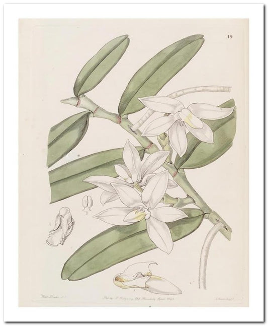 Kohler Medizinal Pflanzen 8x10 Botanical Art Print 03062500765