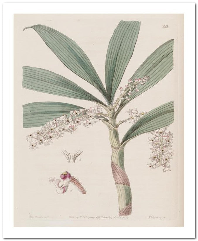 Edward's Botanical Register 8x10 Botanical Art Print 03062500767