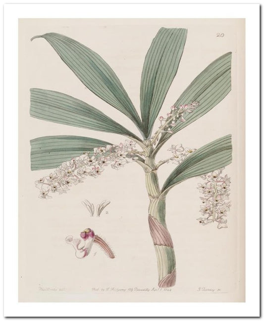 Edward's Botanical Register 8x10 Botanical Art Print 03062500767