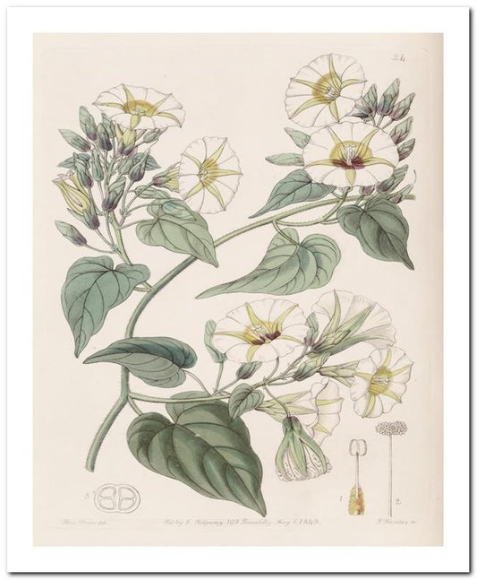 Edward's Botanical Register 8x10 Botanical Art Print 03062500768