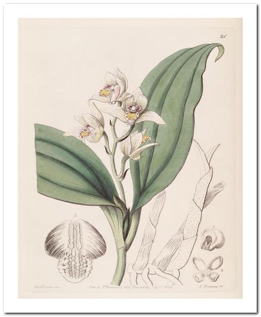 Edward's Botanical Register 8x10 Botanical Art Print 03062500769
