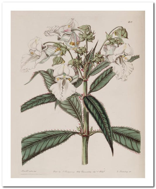 Edward's Botanical Register 8x10 Botanical Art Print 03062500770