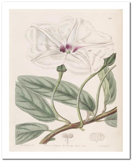 Edward's Botanical Register 8x10 Botanical Art Print 03062500771