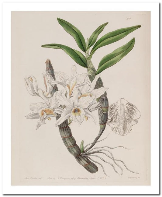 Edward's Botanical Register 8x10 Botanical Art Print 03062500772