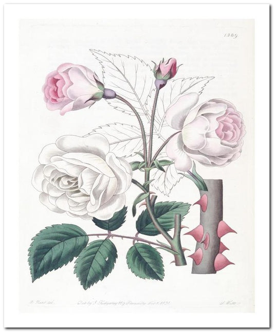 Edward's Botanical Register 8x10 Botanical Art Print 03062500773