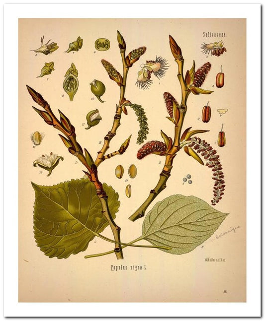 Kohler Medizinal Pflanzen 8x10 Botanical Art Print 03062500777