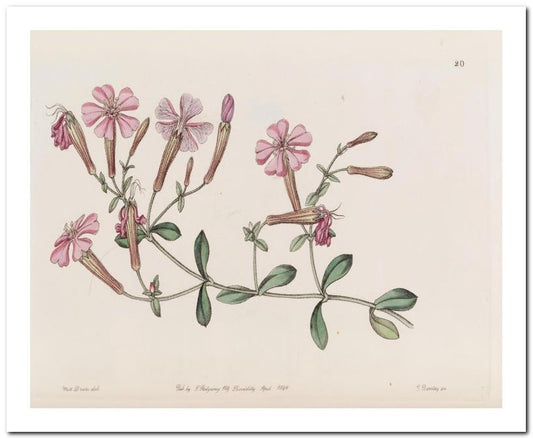 Kohler Medizinal Pflanzen 8x10 Botanical Art Print 03062500778