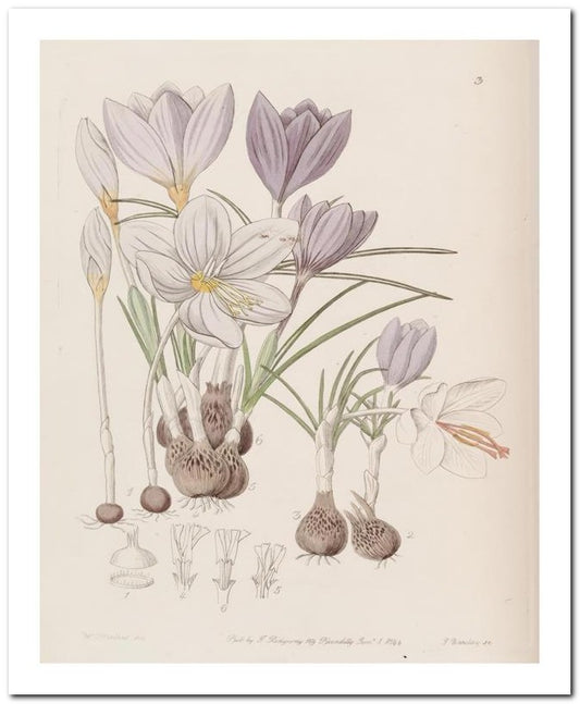 Edward's Botanical Register 8x10 Botanical Art Print 03062500780