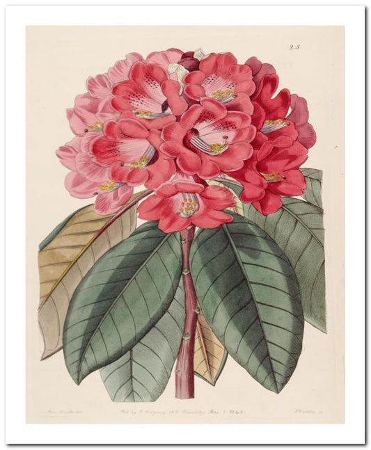 Edward's Botanical Register 8x10 Botanical Art Print 03062500781