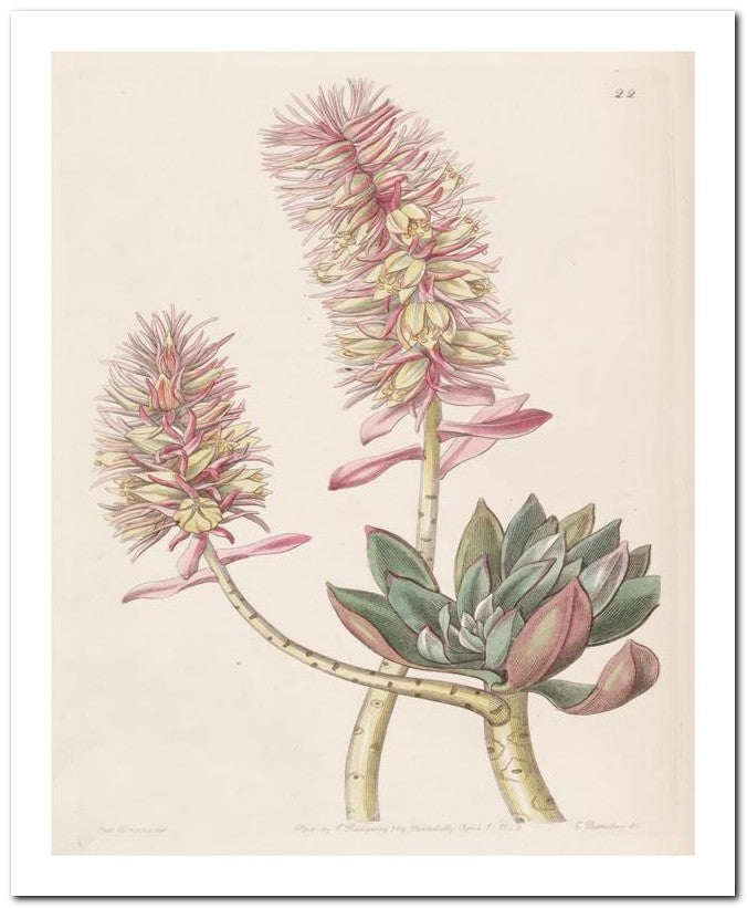 Edward's Botanical Register 8x10 Botanical Art Print 03062500782