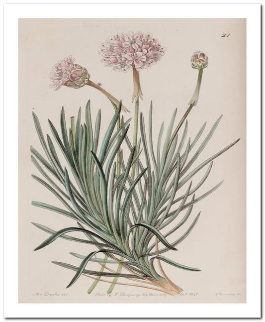 Edward's Botanical Register 8x10 Botanical Art Print 03062500783