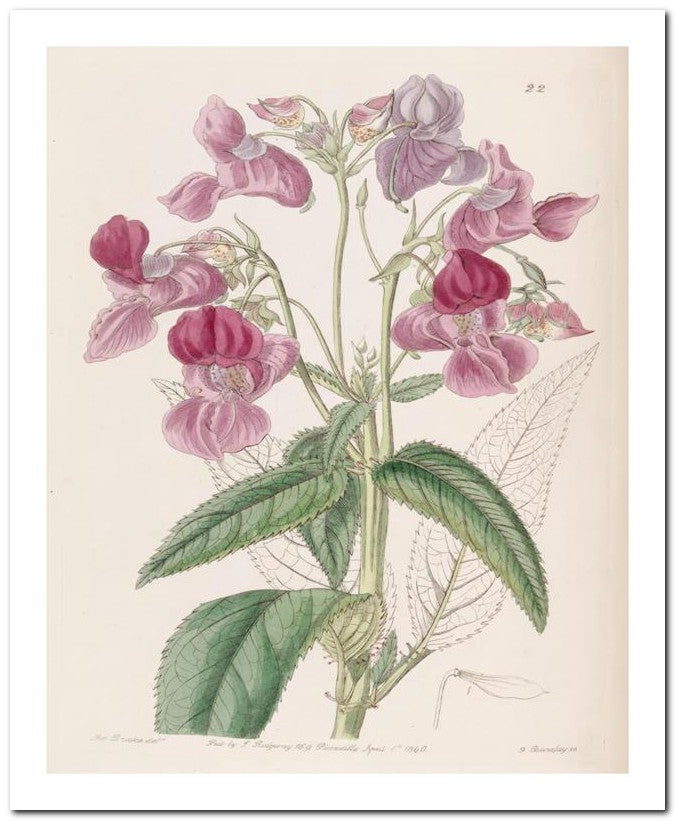 Edward's Botanical Register 8x10 Botanical Art Print 03062500784