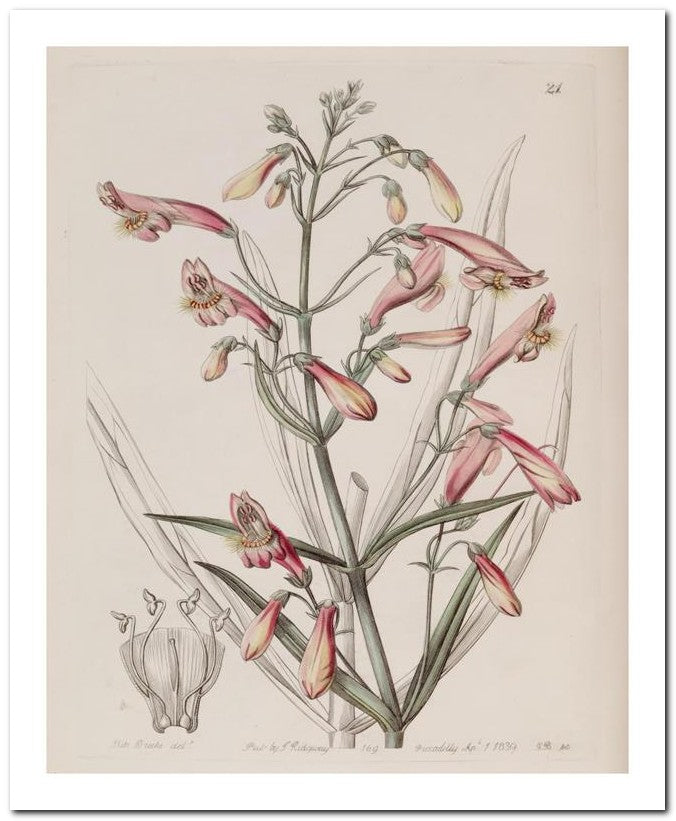 Edward's Botanical Register 8x10 Botanical Art Print 03062500785