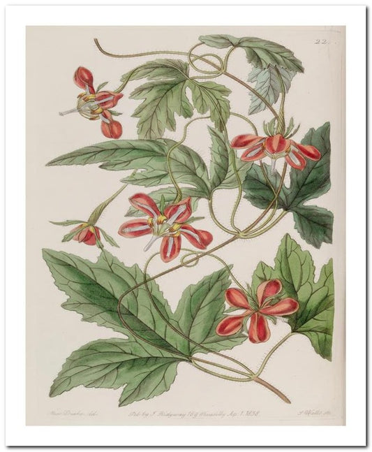Edward's Botanical Register 8x10 Botanical Art Print 03062500786