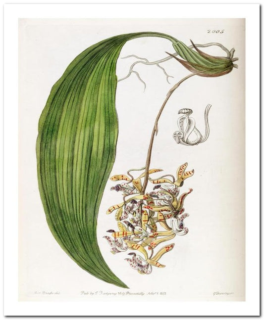 Edward's Botanical Register 8x10 Botanical Art Print 03062500787