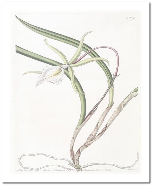 Edward's Botanical Register 8x10 Botanical Art Print 03062500788