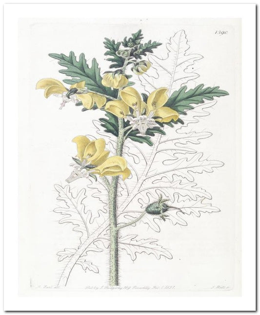 Edward's Botanical Register 8x10 Botanical Art Print 03062500789