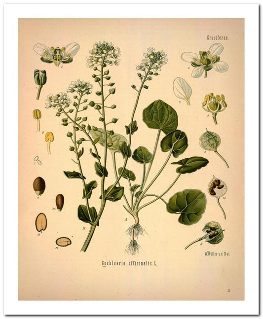 Edward's Botanical Register 8x10 Botanical Art Print 03062500790