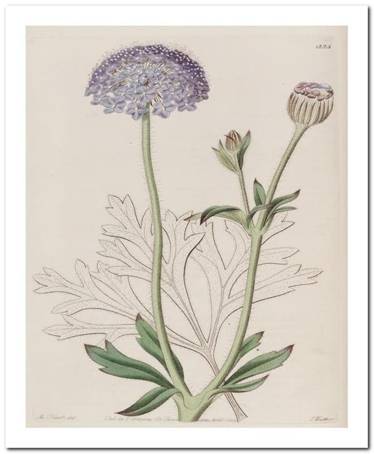 Kohler Medizinal Pflanzen 8x10 Botanical Art Print 03062500792