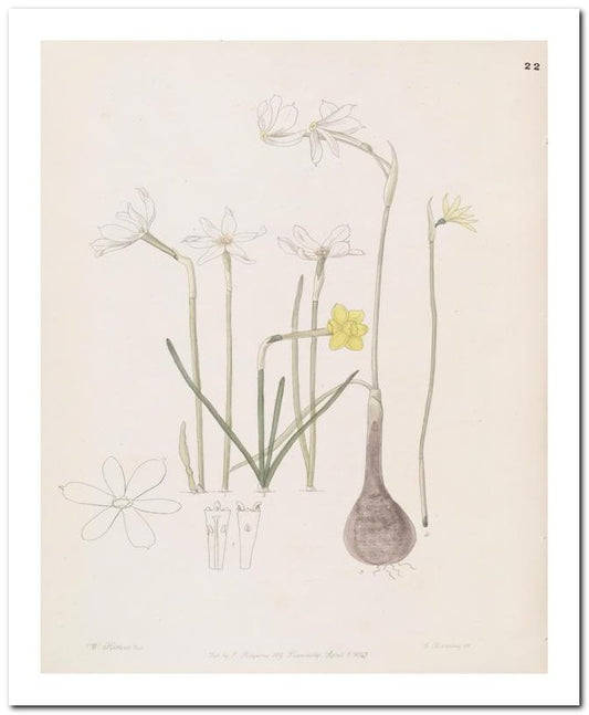 Edward's Botanical Register 8x10 Botanical Art Print 03062500793