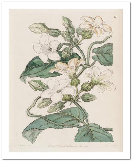 Edward's Botanical Register 8x10 Botanical Art Print 03062500794