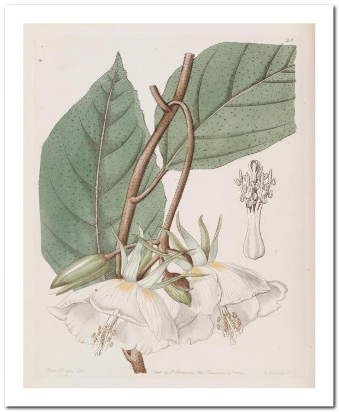 Edward's Botanical Register 8x10 Botanical Art Print 03062500795