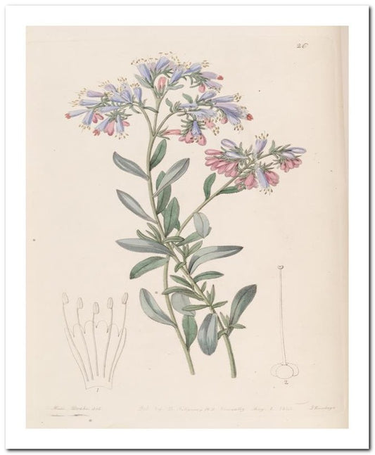 Edward's Botanical Register 8x10 Botanical Art Print 03062500796