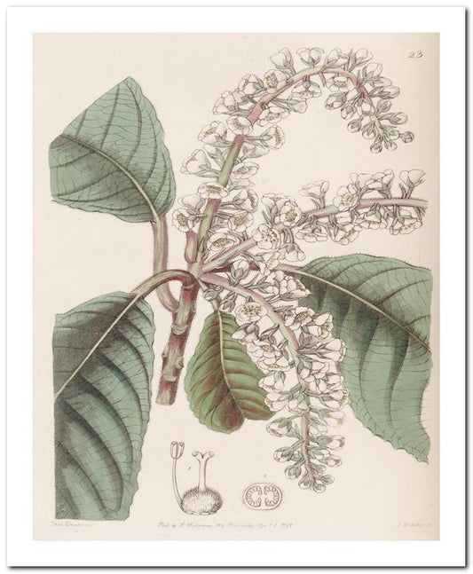 Edward's Botanical Register 8x10 Botanical Art Print 03062500797