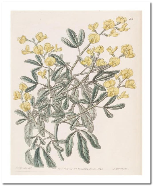 Edward's Botanical Register 8x10 Botanical Art Print 03062500799