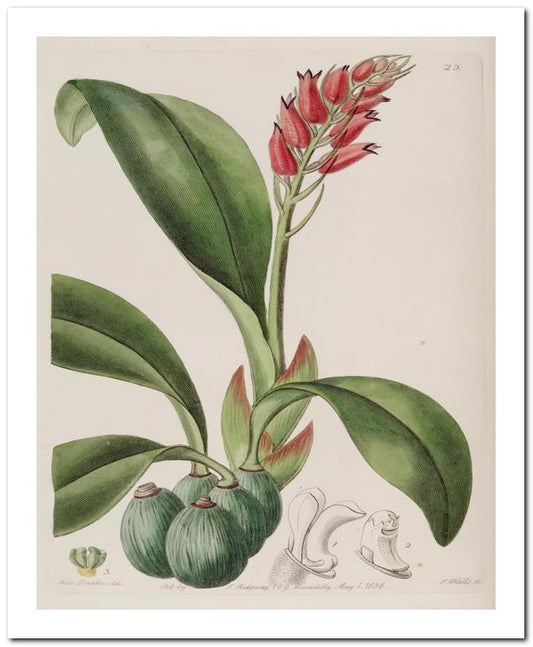 Edward's Botanical Register 8x10 Botanical Art Print 03062500801