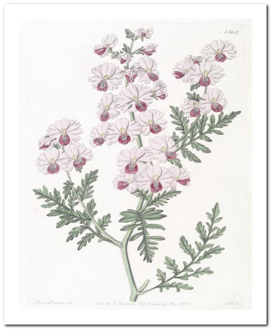 Edward's Botanical Register 8x10 Botanical Art Print 03062500802