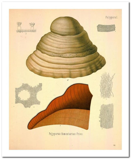 Edward's Botanical Register 8x10 Botanical Art Print 03062500804