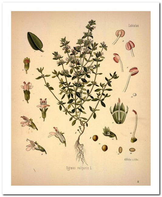Kohler Medizinal Pflanzen 8x10 Botanical Art Print 03062500806
