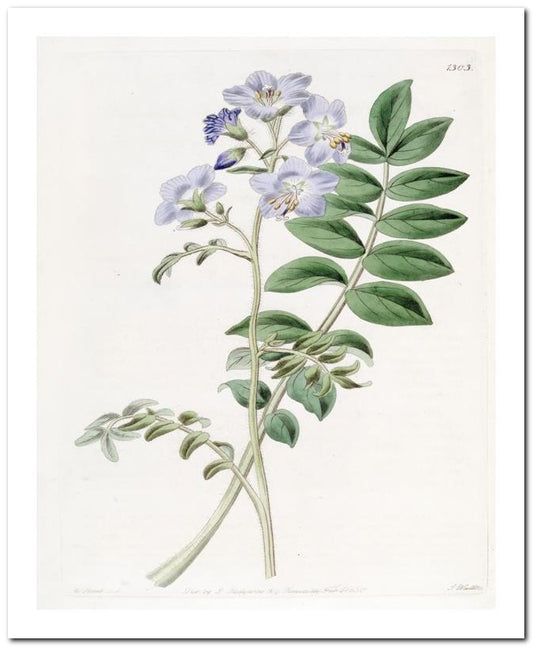 Kohler Medizinal Pflanzen 8x10 Botanical Art Print 03062500807