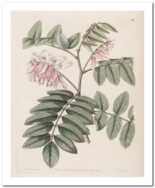 Edward's Botanical Register 8x10 Botanical Art Print 03062500808