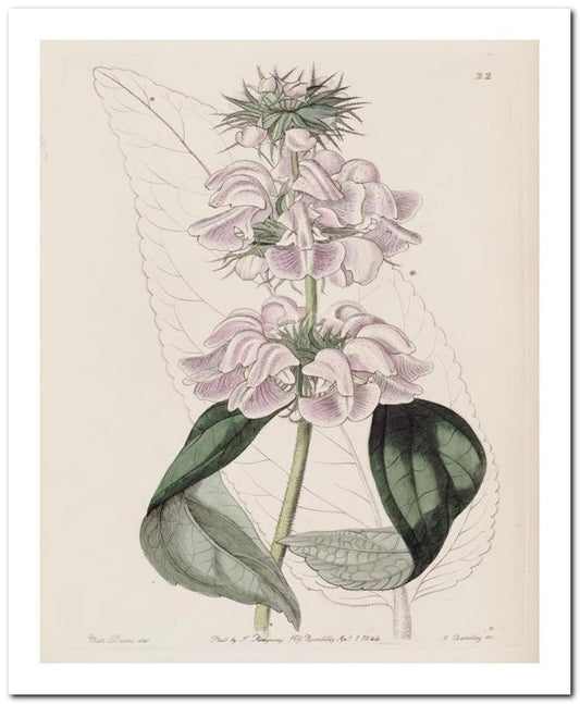 Edward's Botanical Register 8x10 Botanical Art Print 03062500809